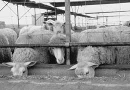 Allevamento sperimentale di pecore in un ovile dell'Istituto zootecnico caseario della Sardegna