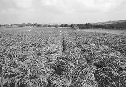 La coltura del carciofo interessa nell'isola una superficie di 13 mila ettari per una produzione che nel 2004 ha sfiorato i 14 mila quintali, buona parte destinati all'industria conserviera