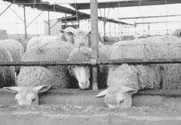 Allevamento sperimentale di pecore in un ovile dell'Istituto zootecnico e caseario della Sardegna