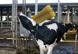 Una mucca la massaggio in una stalla dello stabilimento della Cooperativa 3A Latte Arborea